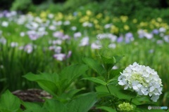 菖蒲園の白い紫陽花
