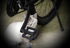 びっくりんこ！