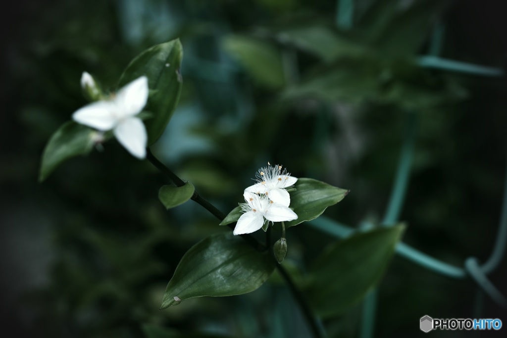常盤露草③