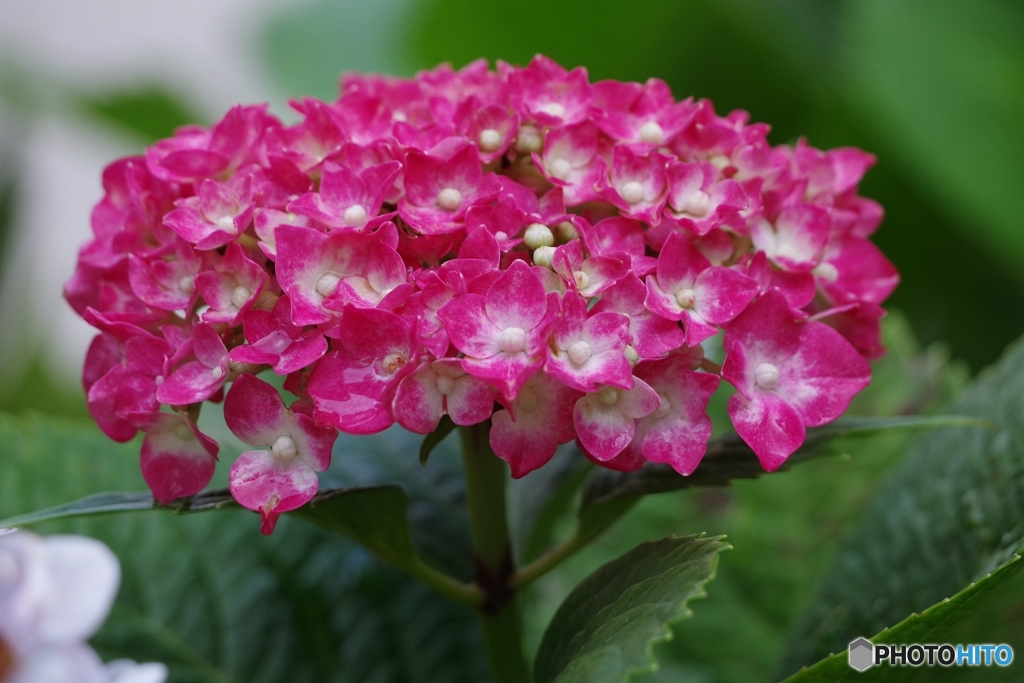 紅い紫陽花