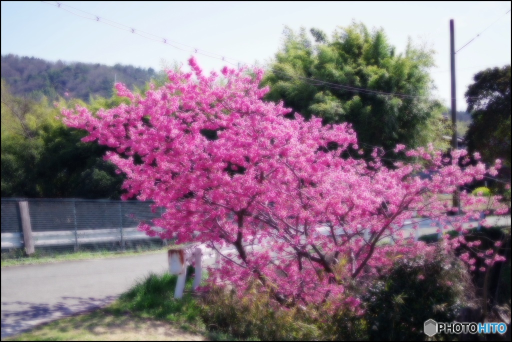 名もなき桜よいつまでも