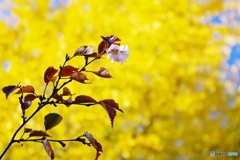 金屏風を背に桜葉の舞い