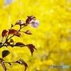 金屏風を背に桜葉の舞い