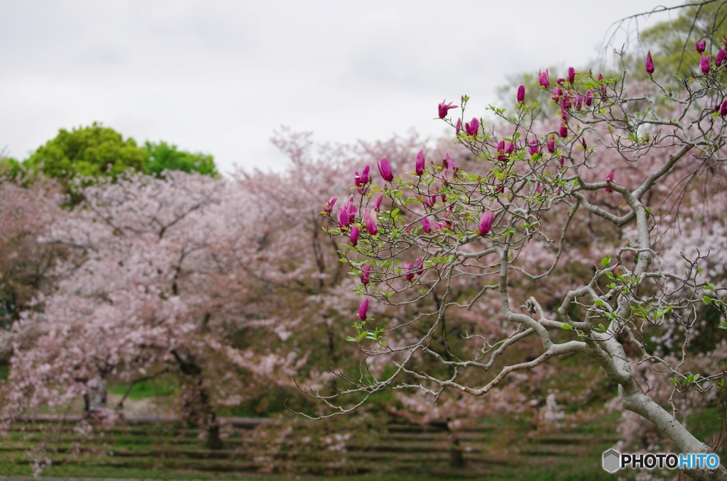 モクレン 鶴見緑地公園で
