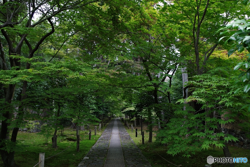 静寂の青もみじ 鹿王院