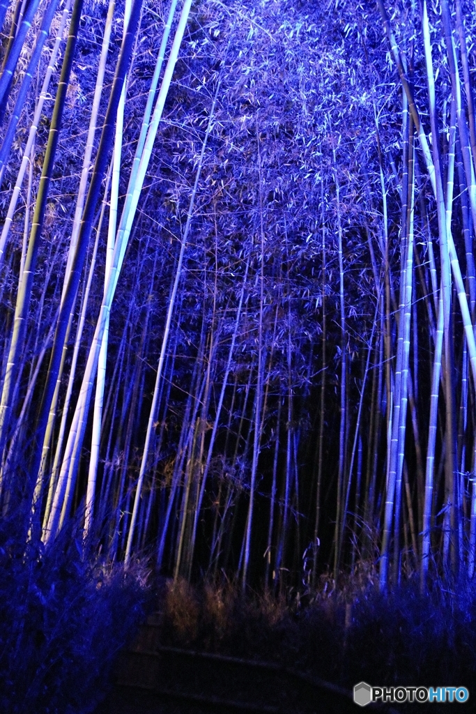 嵐山 竹林の道ライトアップ③