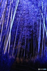 嵐山 竹林の道ライトアップ③