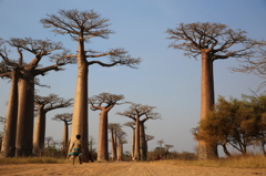 Baobab Avenue