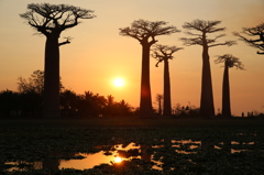 Baobab Sunset