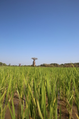 Baobab in Rice Paddy