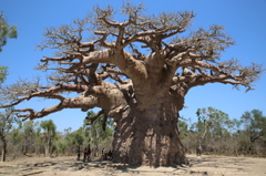 Baobab