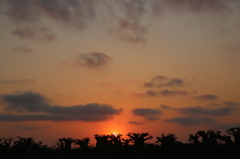 Sunset with Baobab