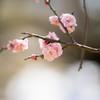 小石川後楽園の梅