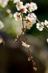 小石川後楽園の梅
