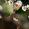 小石川後楽園の梅