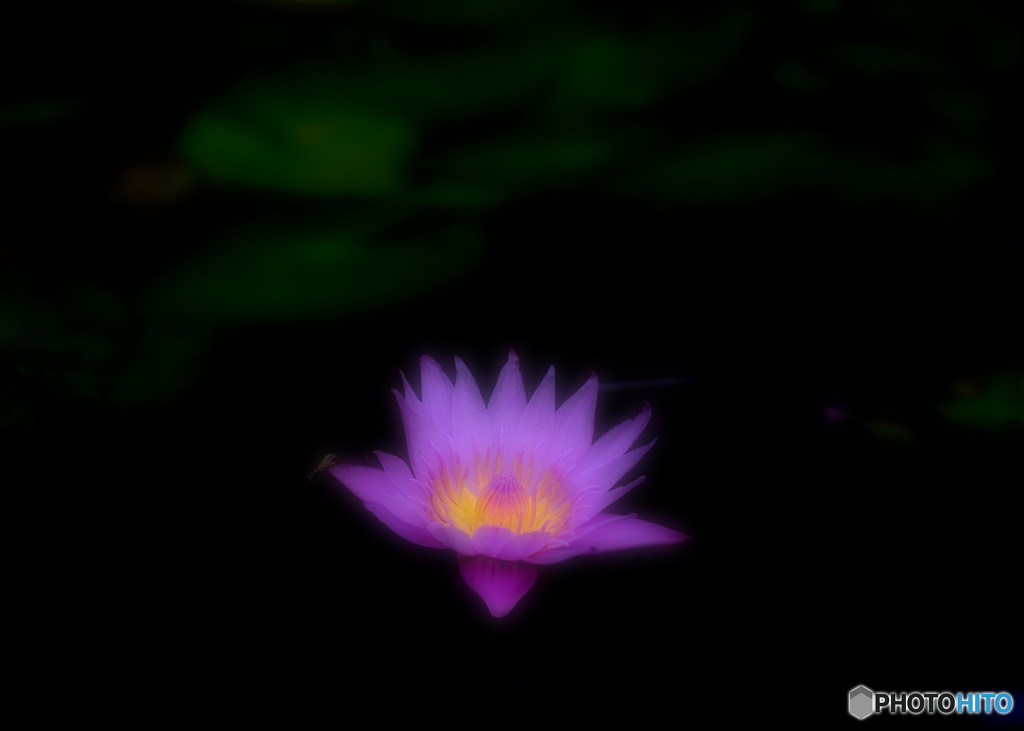 Shine of lotus