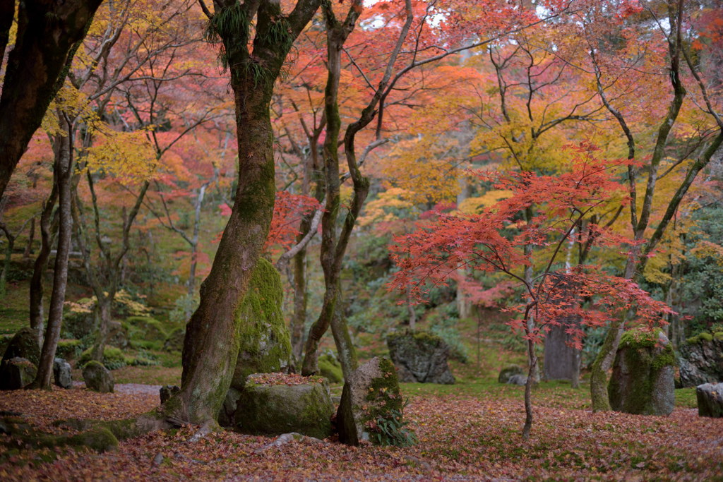 秋色の彩天