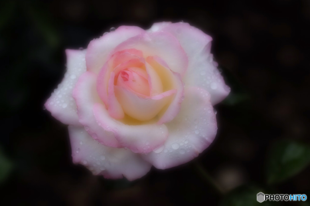 Rose after rain