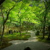 光明禅寺「緑のシャワー」