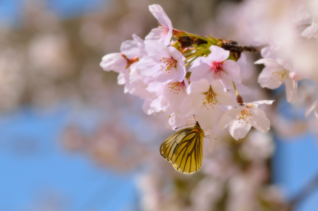 桜日和