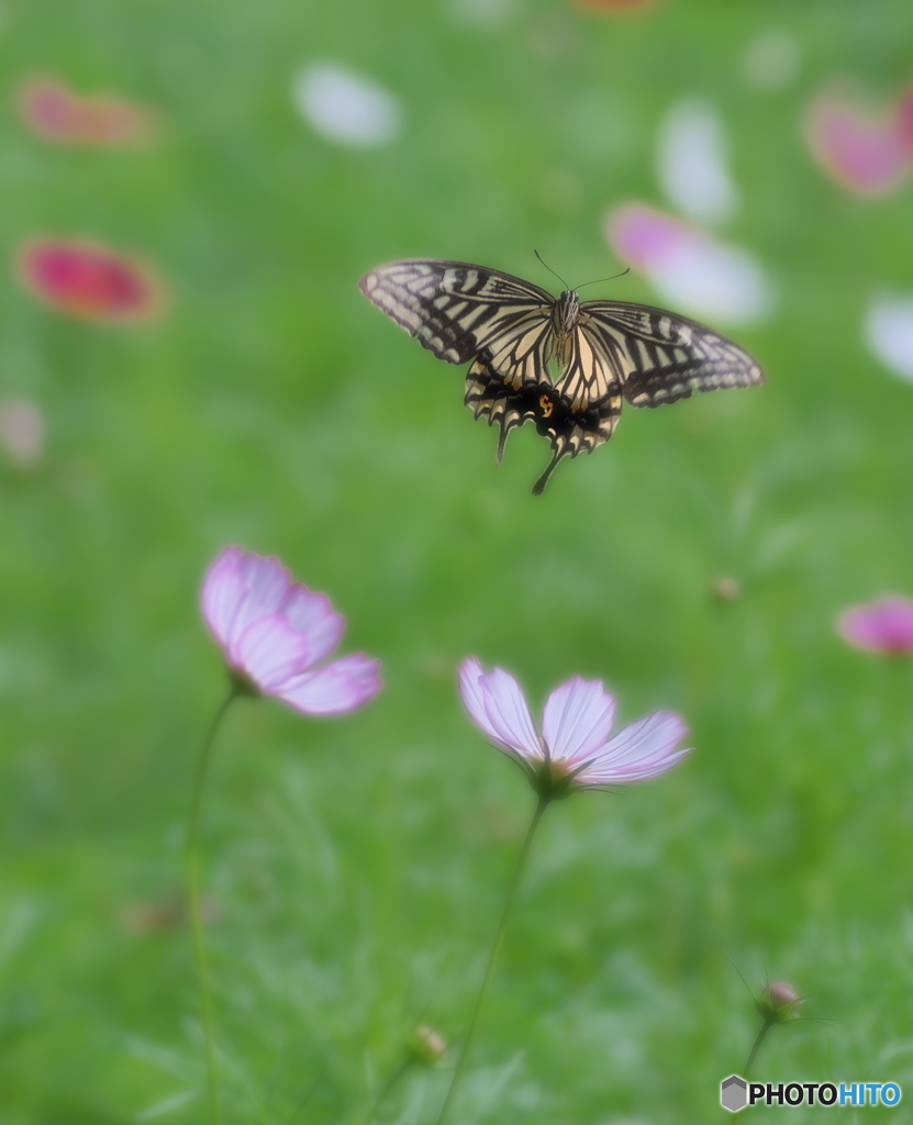 秋桜に舞う