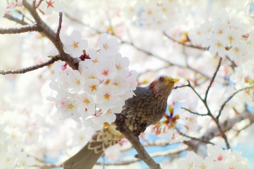 春夢