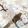 春夢