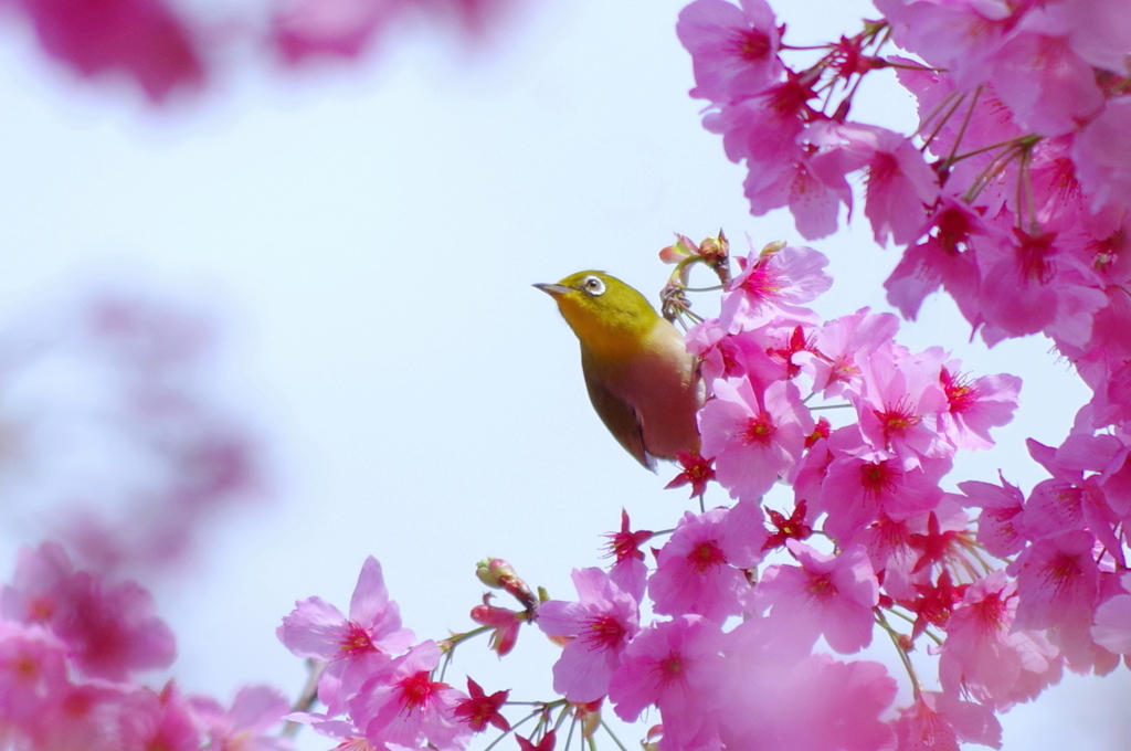 春だね