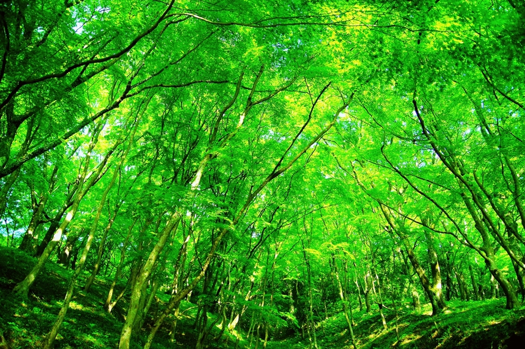 新緑の森