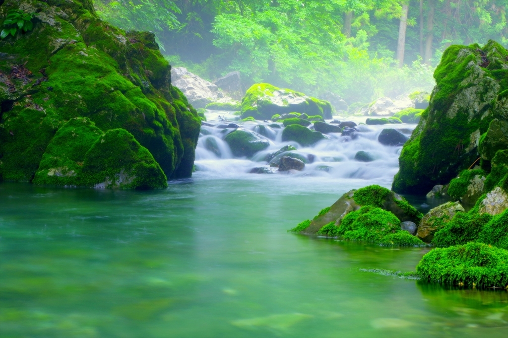 秘境の緑