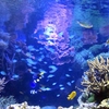 海底シュノーケル
