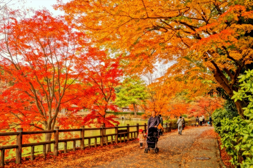 Eyes Hunt Red Leaves