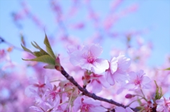 春心地