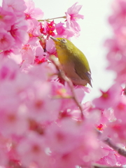 春の遊び場