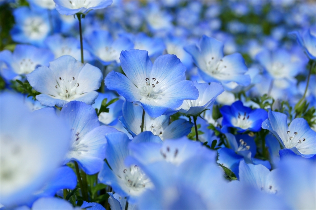 蒼いうたた寝