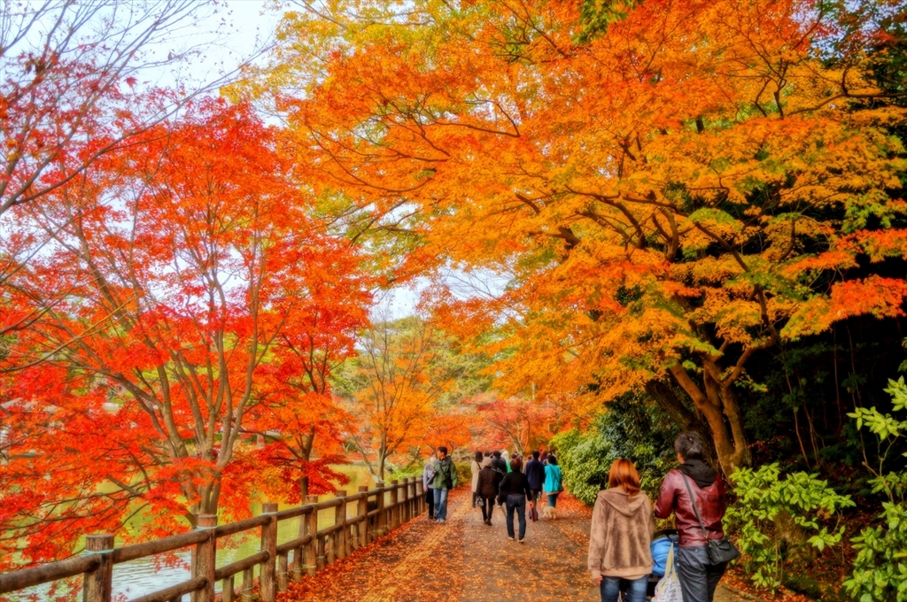 初冬の散歩道
