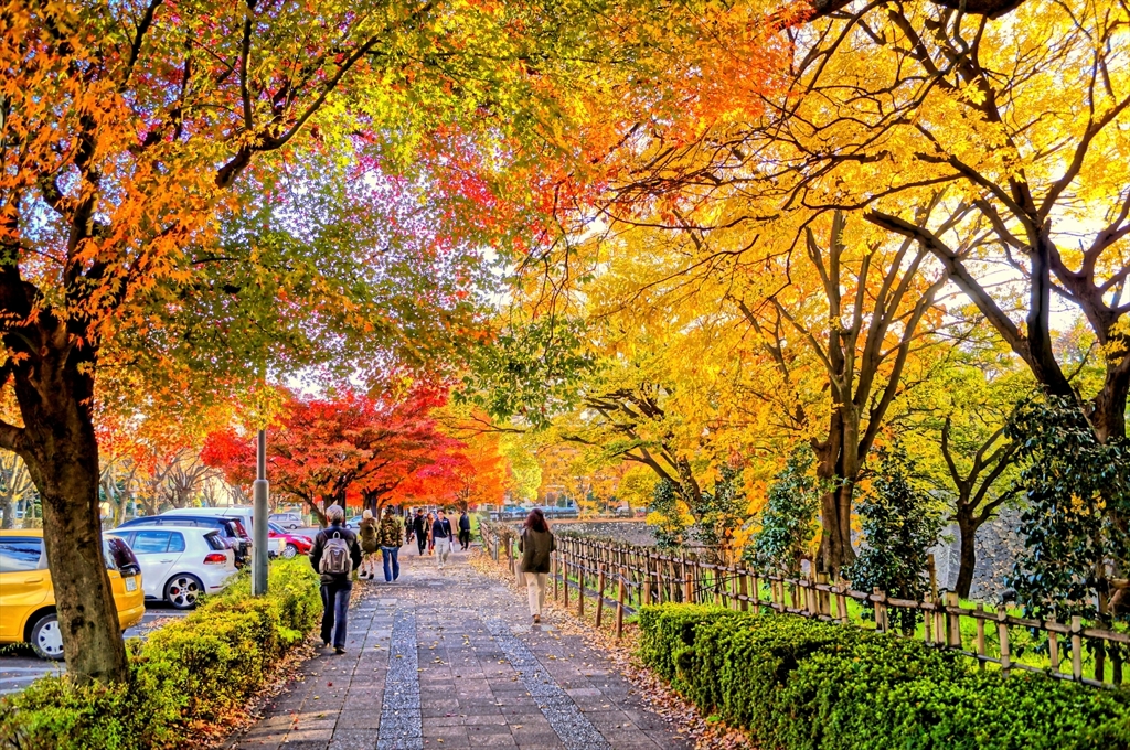 初冬の歩道