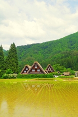 初夏の田園