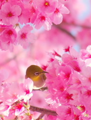 花は咲き鳥は戯れる