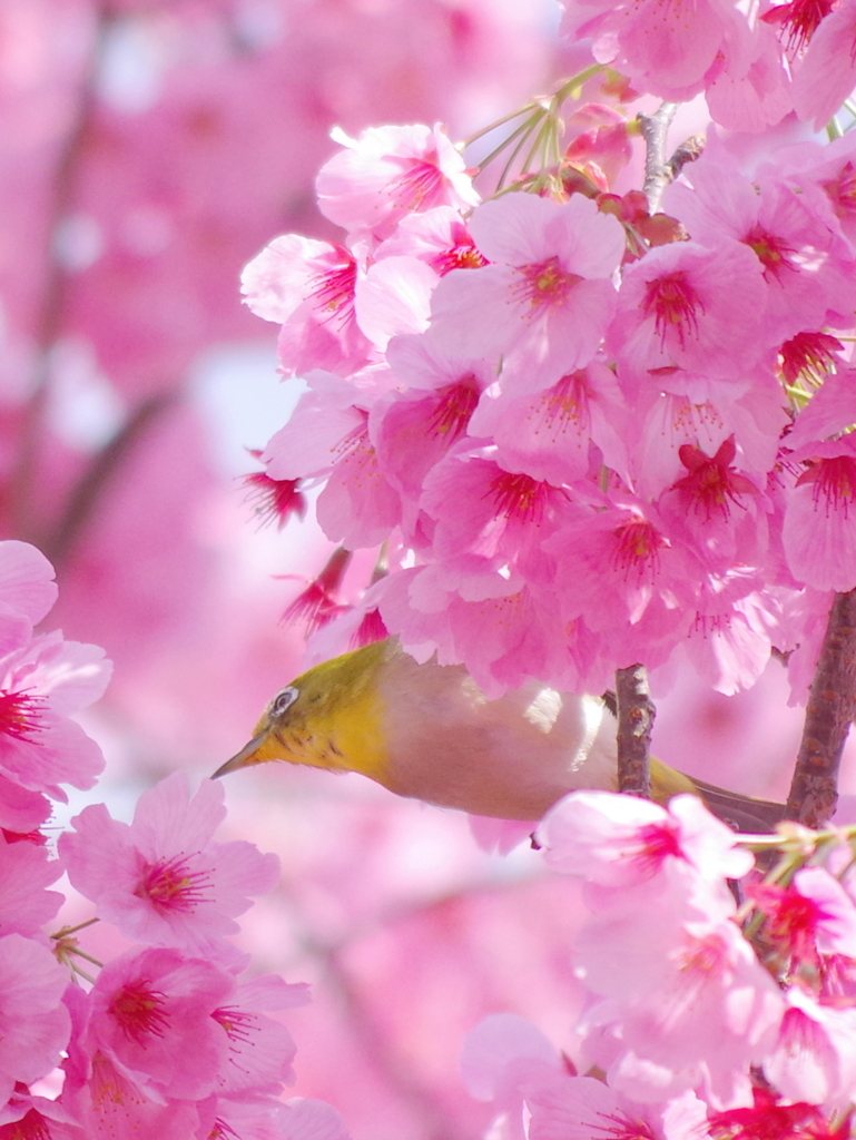 春のご馳走