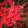 曼珠沙華♪