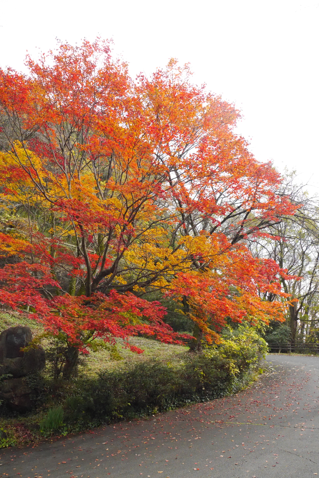 紅葉*°