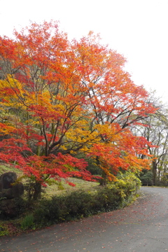 紅葉*°