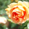 薔薇