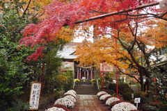 神社の紅葉*°