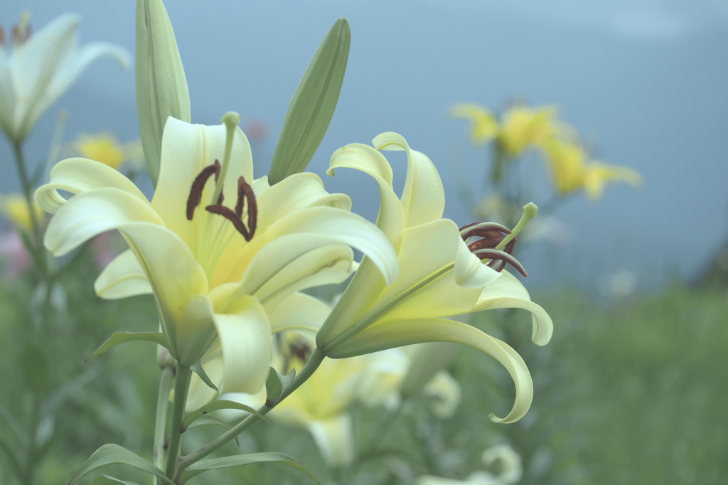 百合