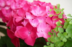 紫陽花