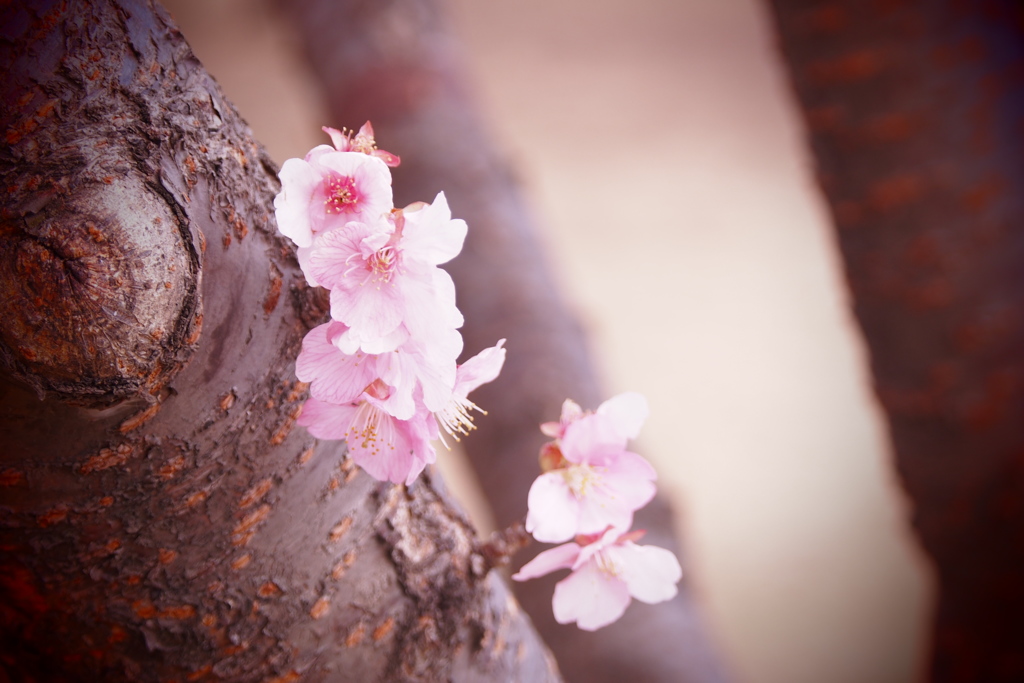 河津桜