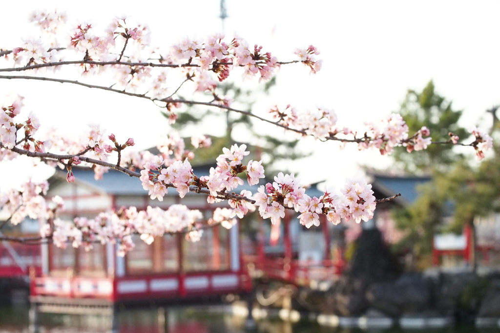 神社と桜