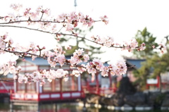 神社と桜